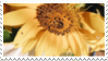 Stamp of a sunflower