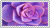 Stamp of purple succulent