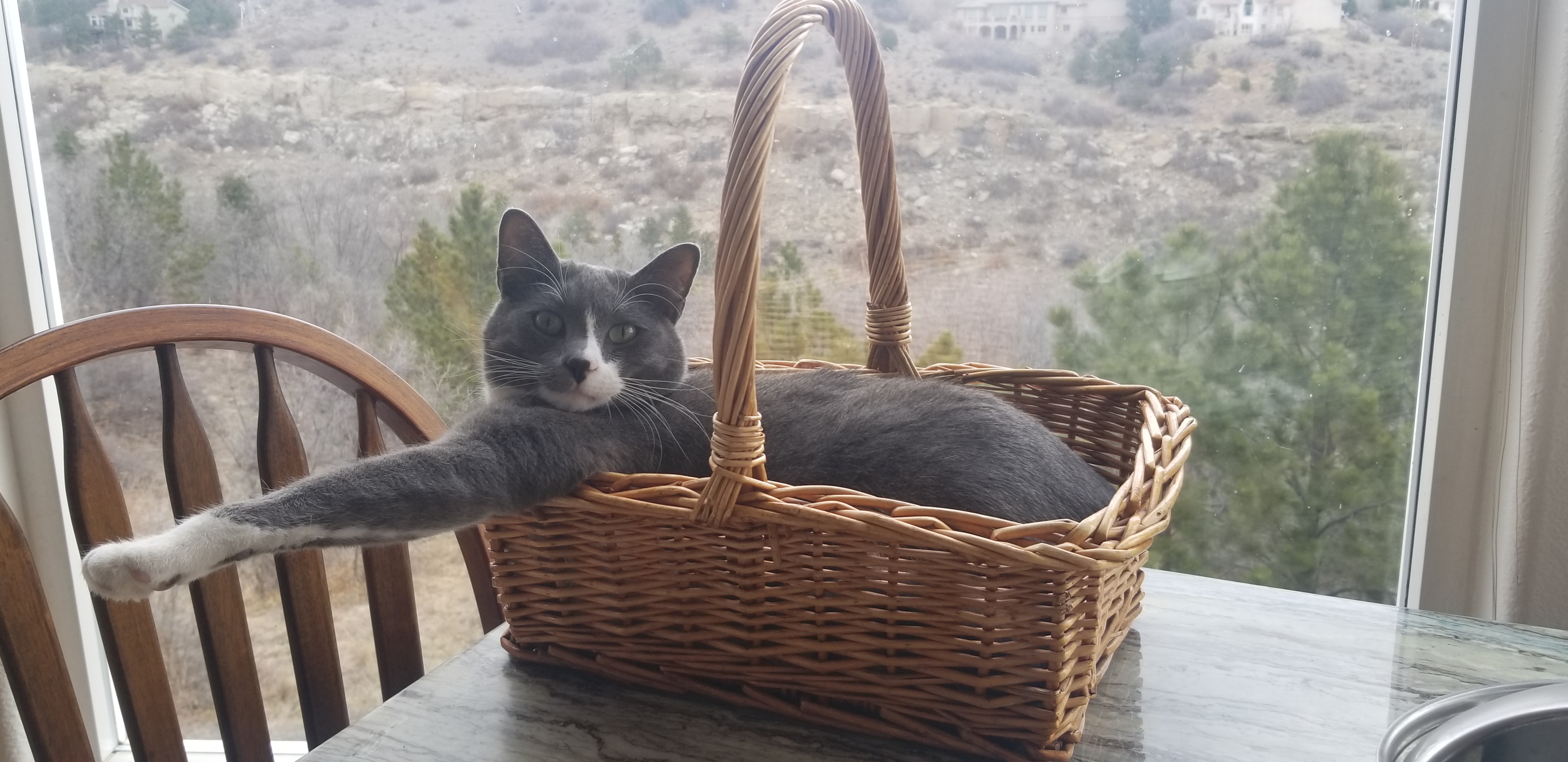 Gray and white cat with green-golden eyes sitting in a basket (same as the one in the Tiger section) with his arm sticking straight out.