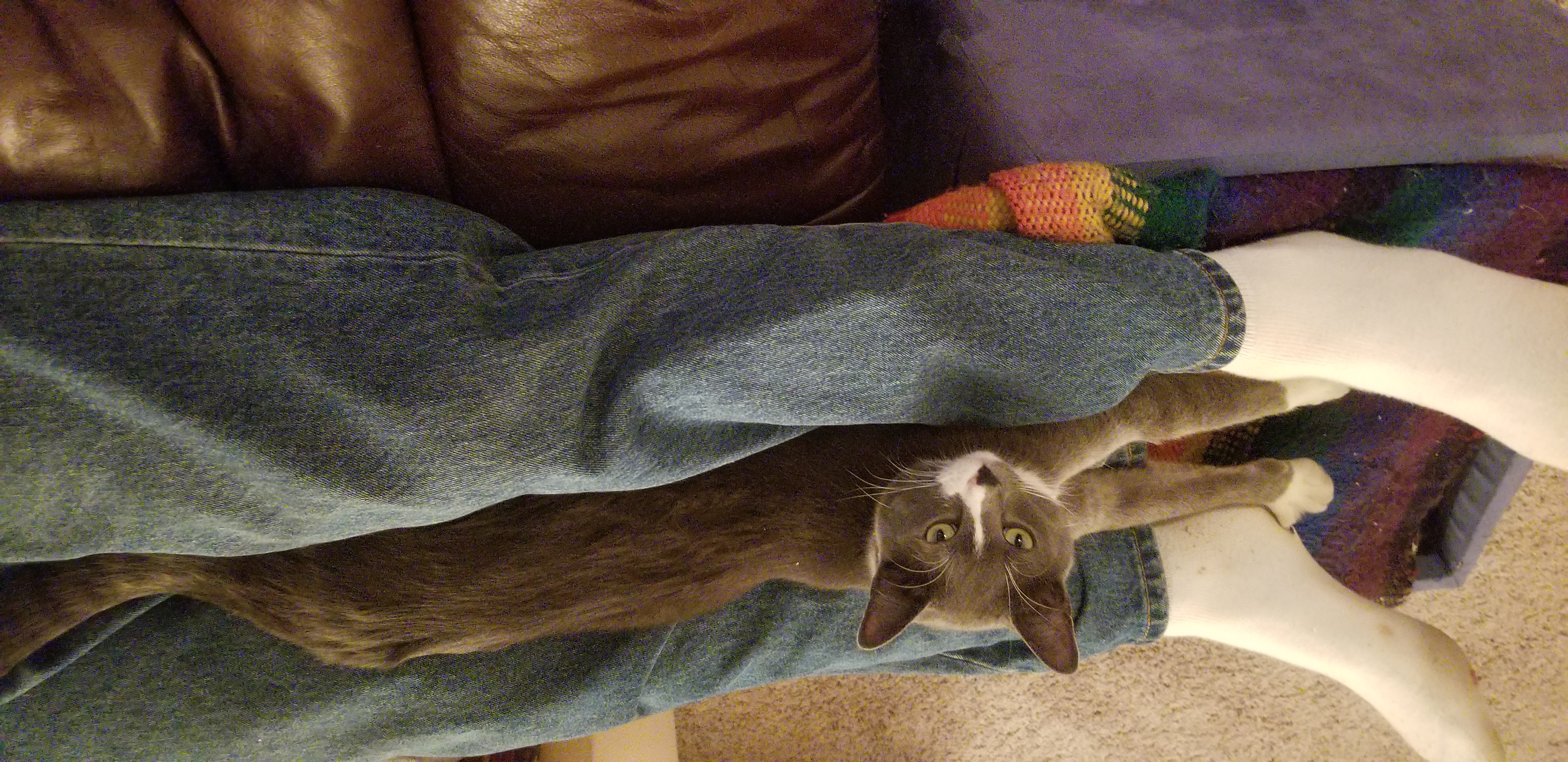 Gray and white cat with golden-green eyes sitting in-between my dad's legs with his arm sticking straight out.