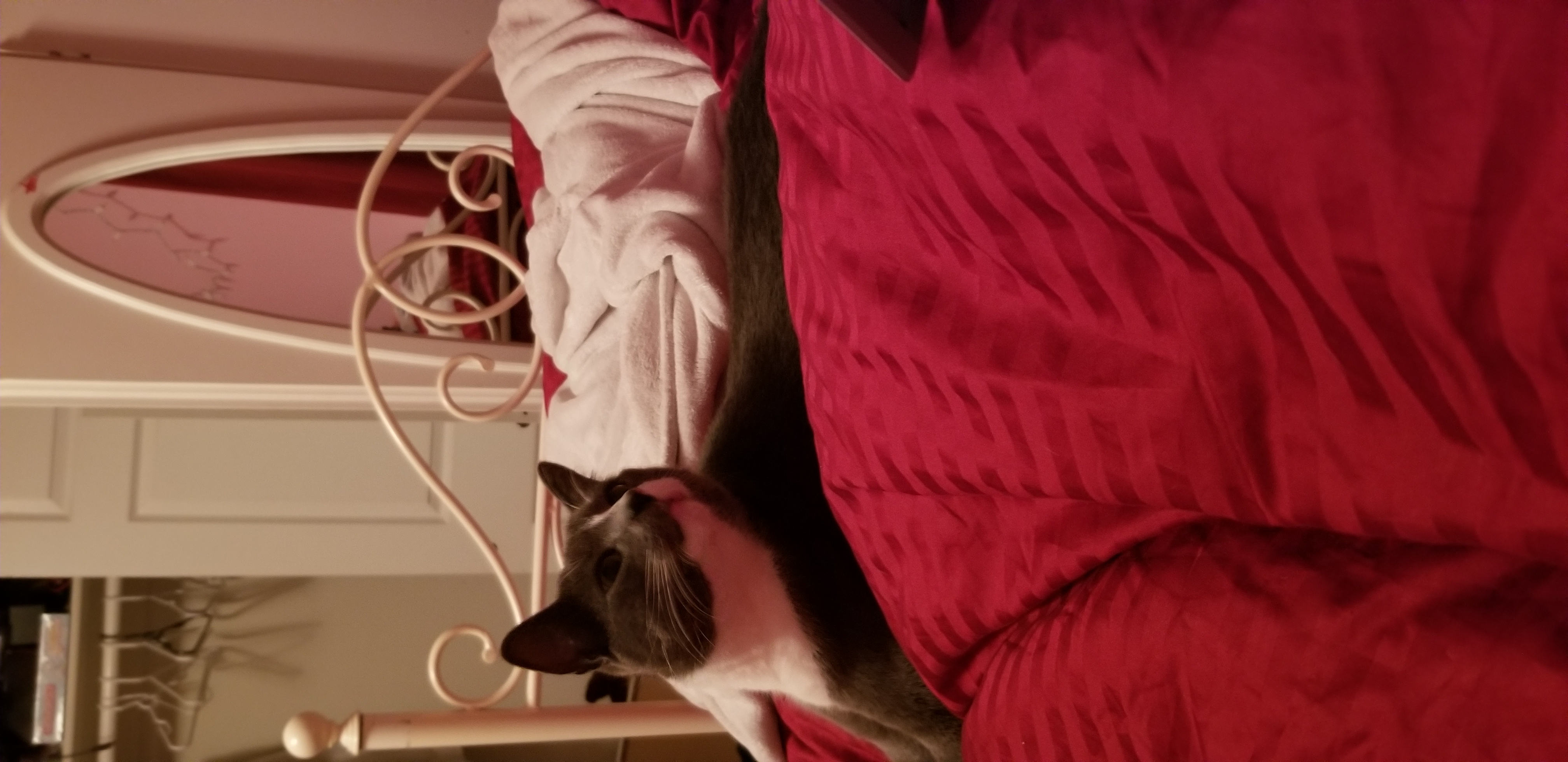 Gray and white cat with golden-green eyes laying in bed looking up.