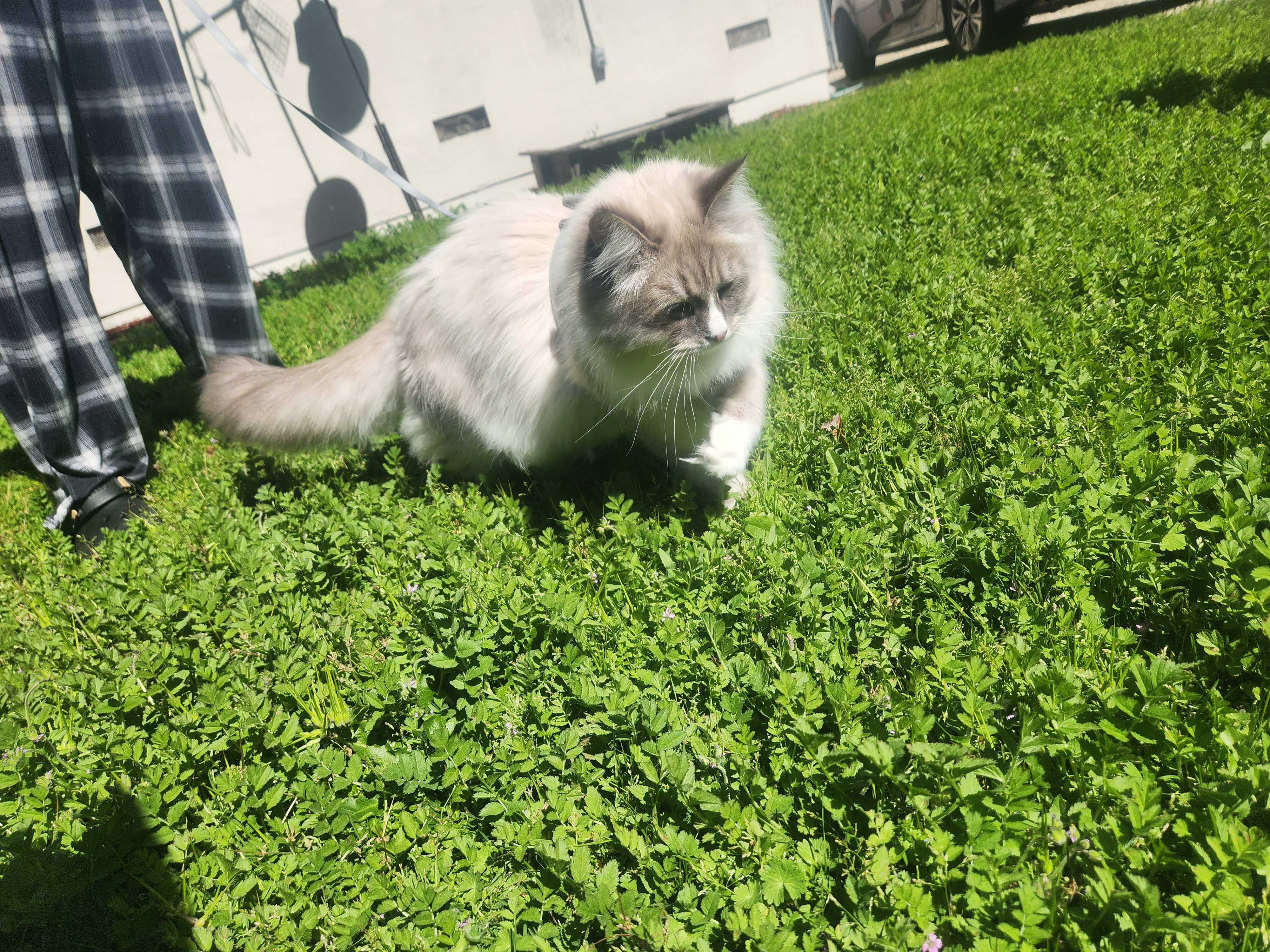 Gray and white cat walking in a field of grass on a leash in bright sunlight.