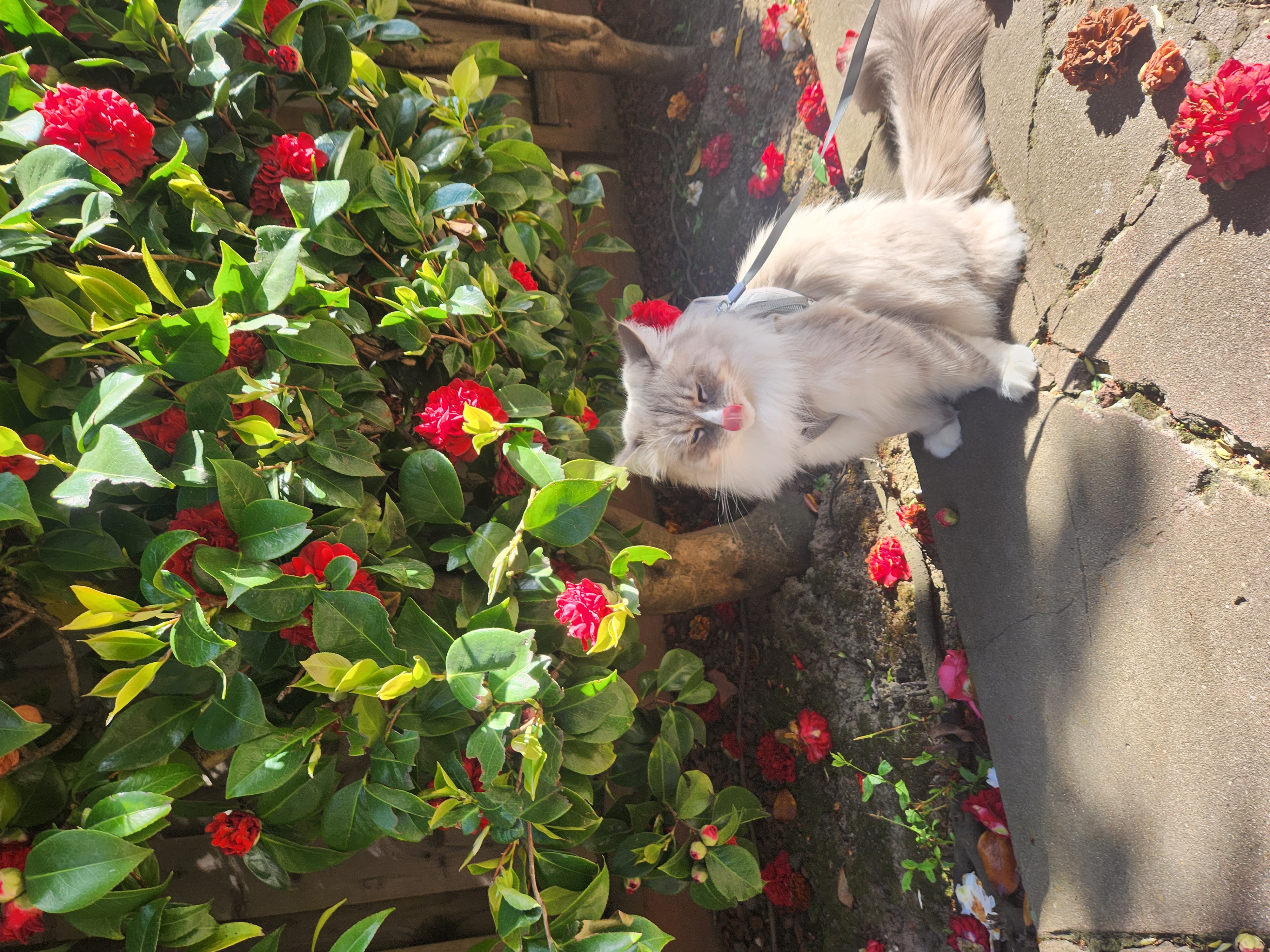 Gray and white cat with his tongue out sitting under a bush with flowers on a leash in the early sunset.