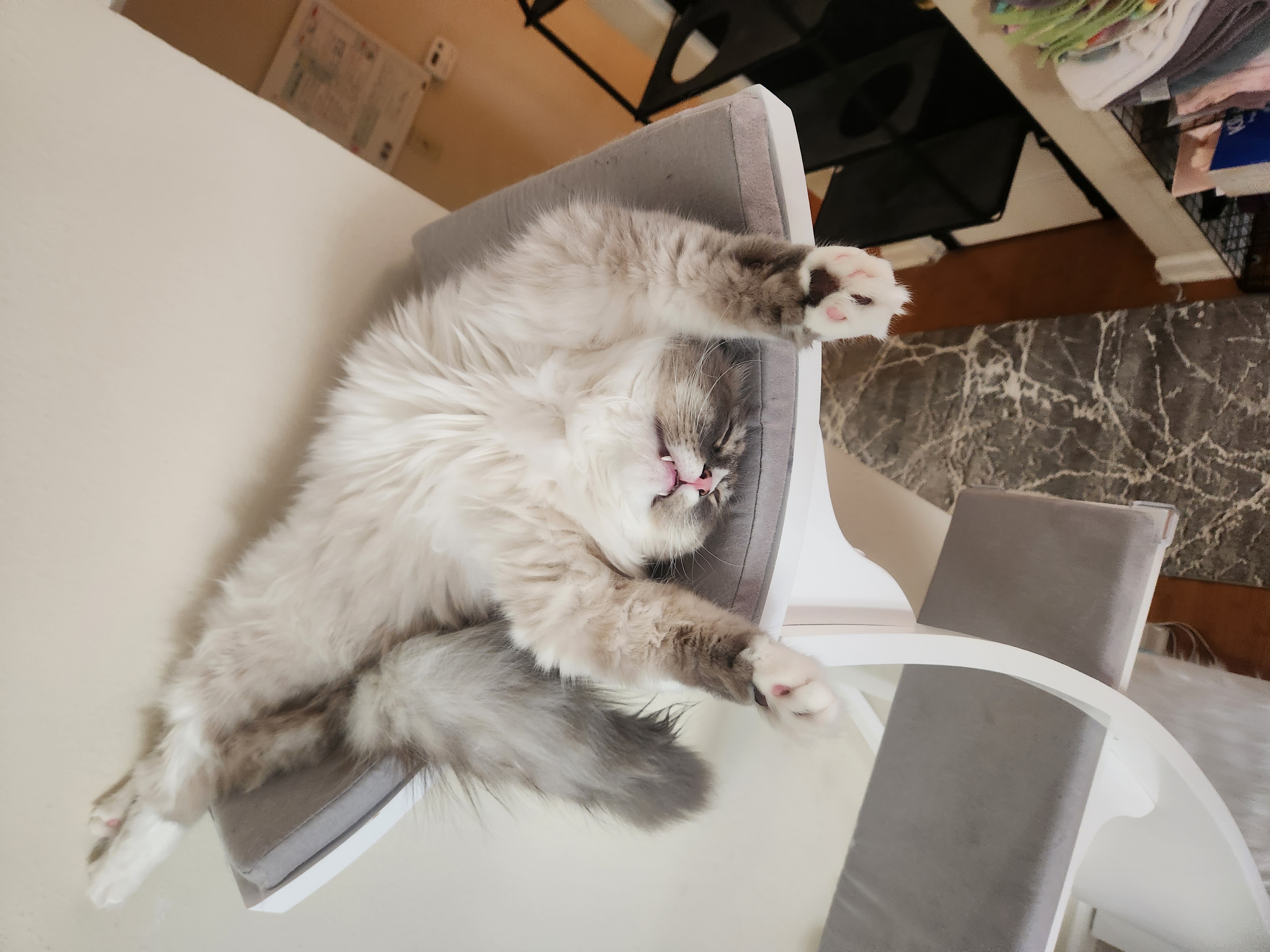 Gray and white cat stretched out on a white cat tree in a strange position with his arm sticking straight out.