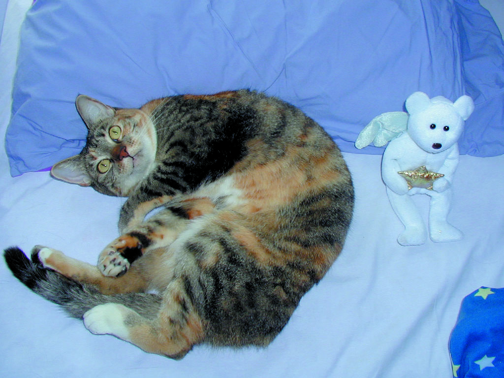 Calico tabby cat  with golden eye>s laying on a bed next to a white bear plushy holding a star