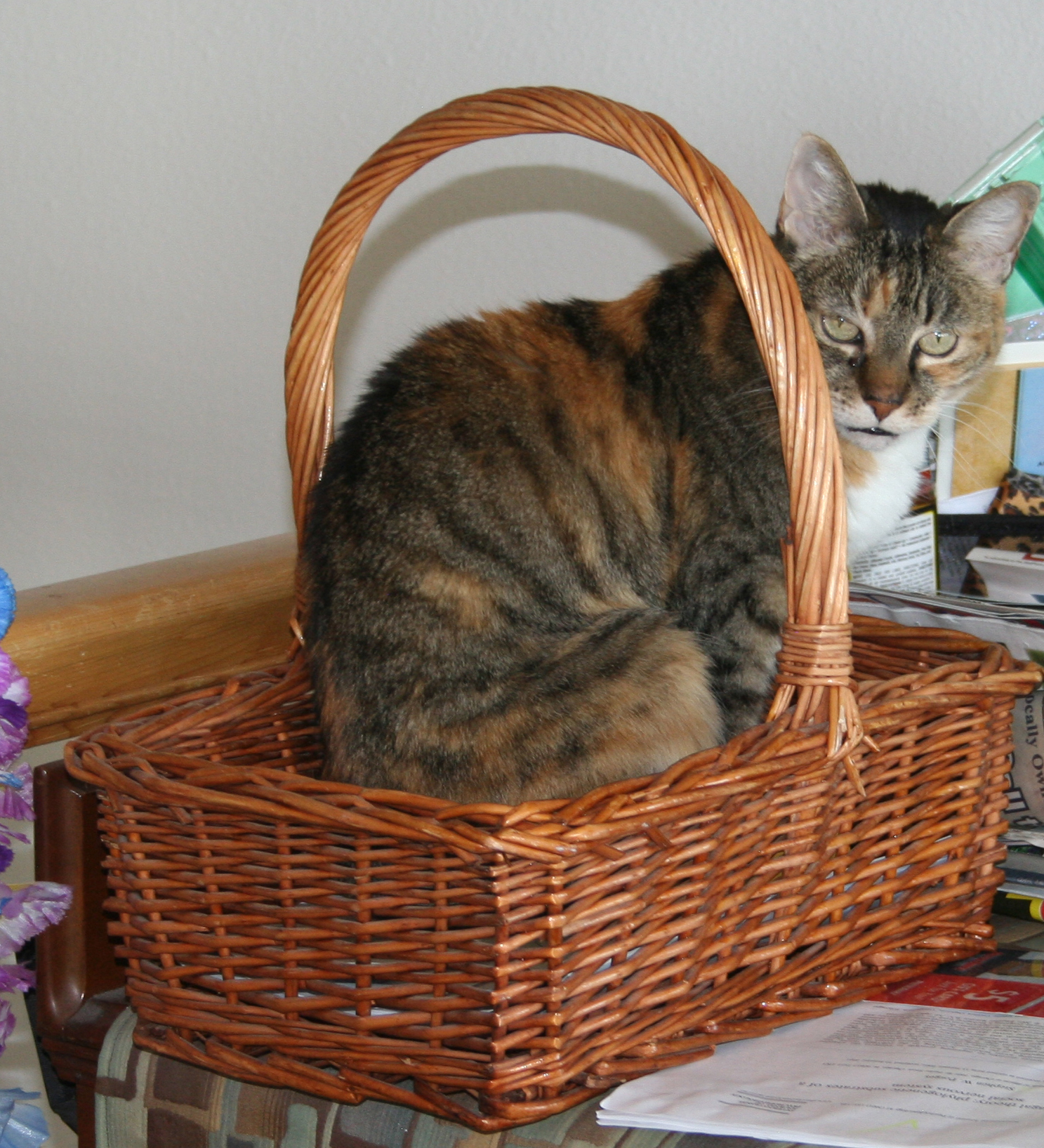 Calico tabby cat  with golden eyes sitting in a basket with a grumpy expression