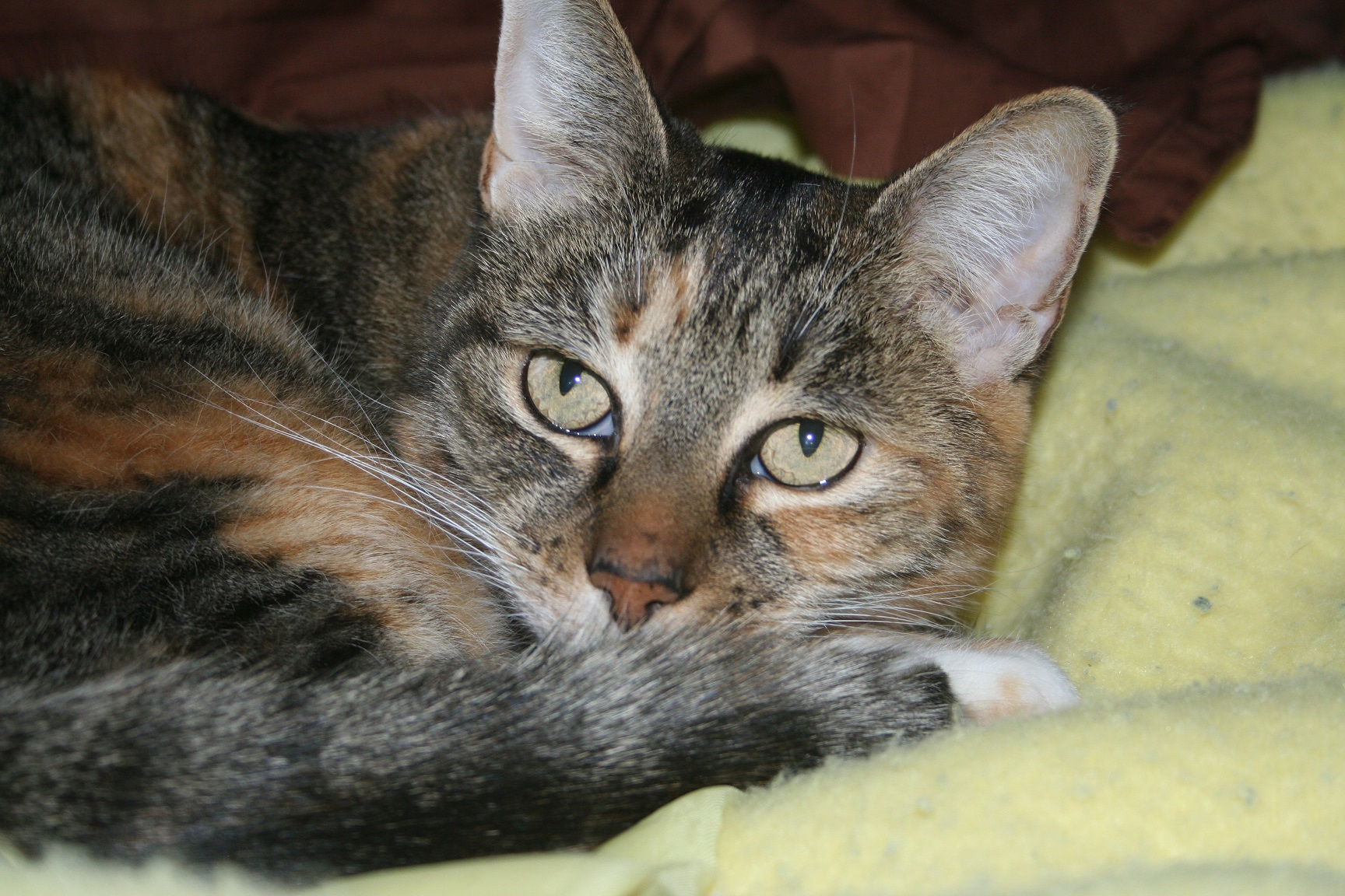 Calico tabby cat laying in a yellow blanket