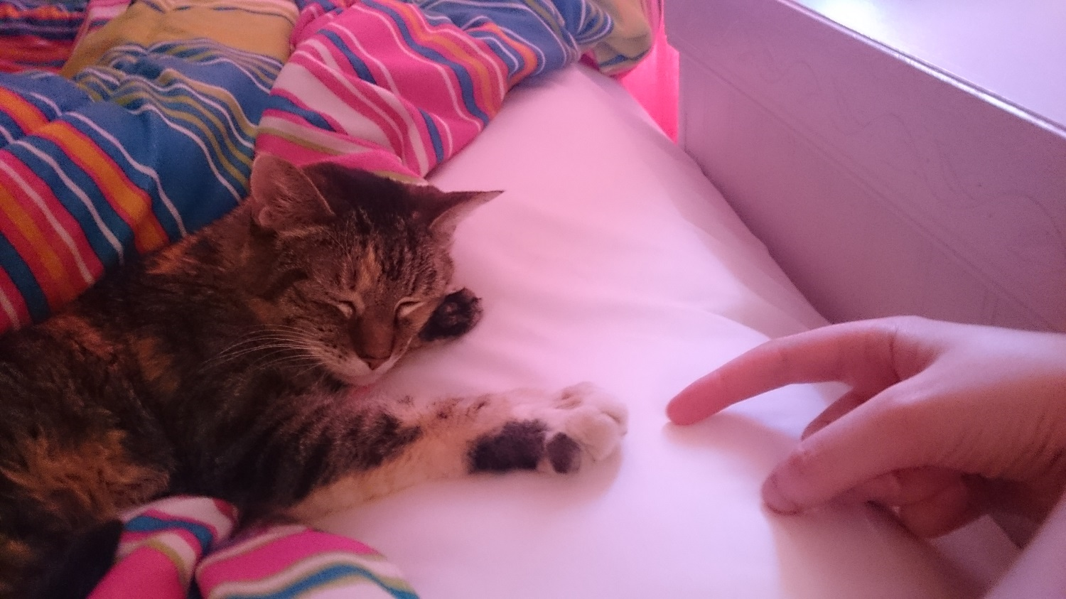 Calico tabby cat sleeping in bed next to my white hand